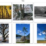 Portfolio 22-23_Trees_Carole Smith_