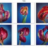 Portfolio 22-23_Tulips_Victor Brookes_